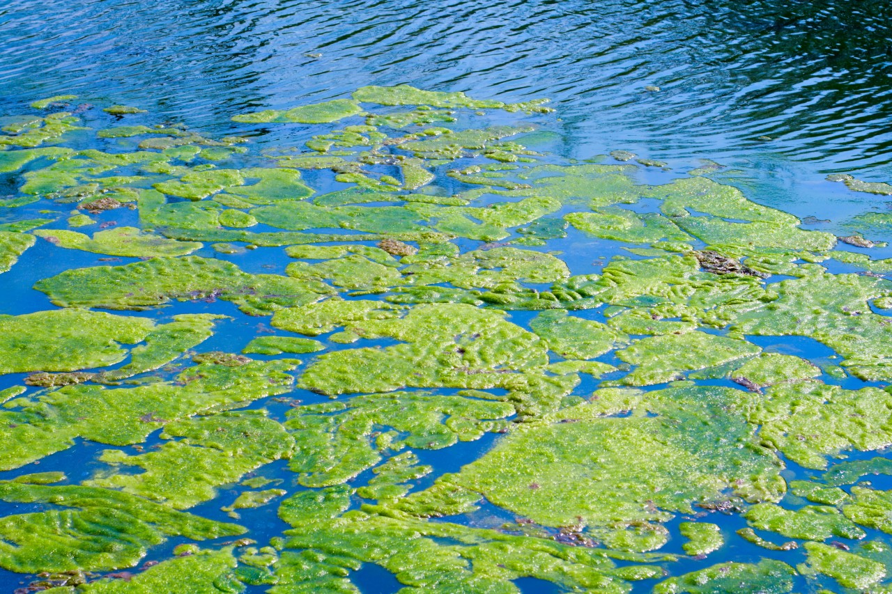Algae in coastal waters