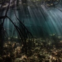 MPAs (Marine Protected Areas) – Are they the solution they appear to be?